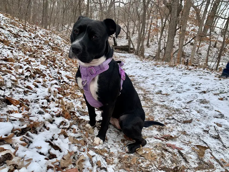 mittelgroßer Hund Geschmack